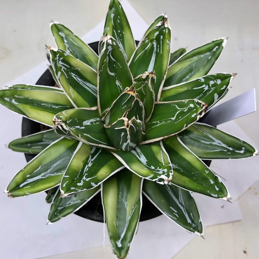 多肉植物：アガベ　輝山（きざん）*幅18ｃｍ　現品！一品限り 