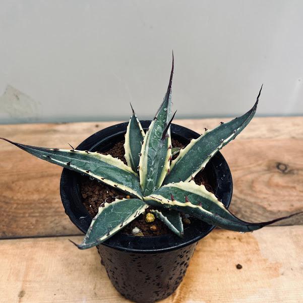 多肉植物:アガベ スカブラショートリーフ錦 覆輪*幅15cm 現品 多肉植物:アガベ スカブラショートリーフ錦 覆輪*幅15cm 現品
