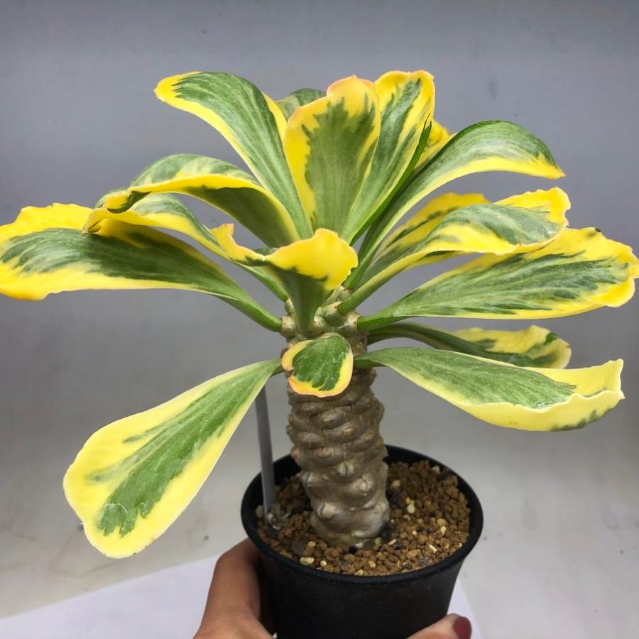 多肉植物：ユーフォルビア ポイゾニー錦*塊根幅9cm 現品！一品限り
