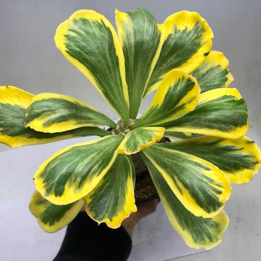 多肉植物：ユーフォルビア ポイゾニー錦*塊根幅9cm 現品！一品限り