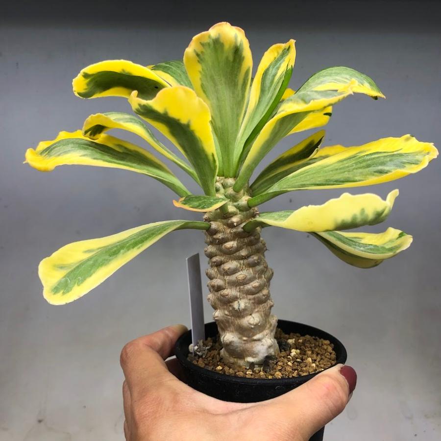 多肉植物：ユーフォルビア ポイゾニー錦*塊根幅9cm 現品！一品限り