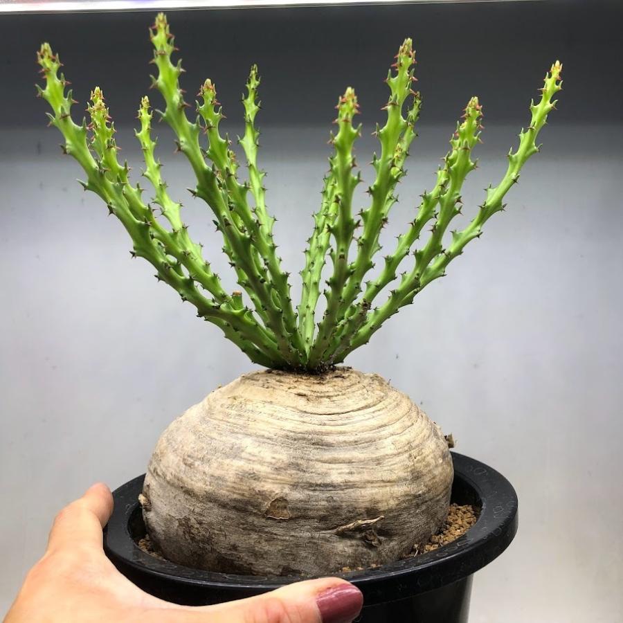 コーデックス：ユーフォルビア デシドゥア 蓬莱島*塊根幅14cm