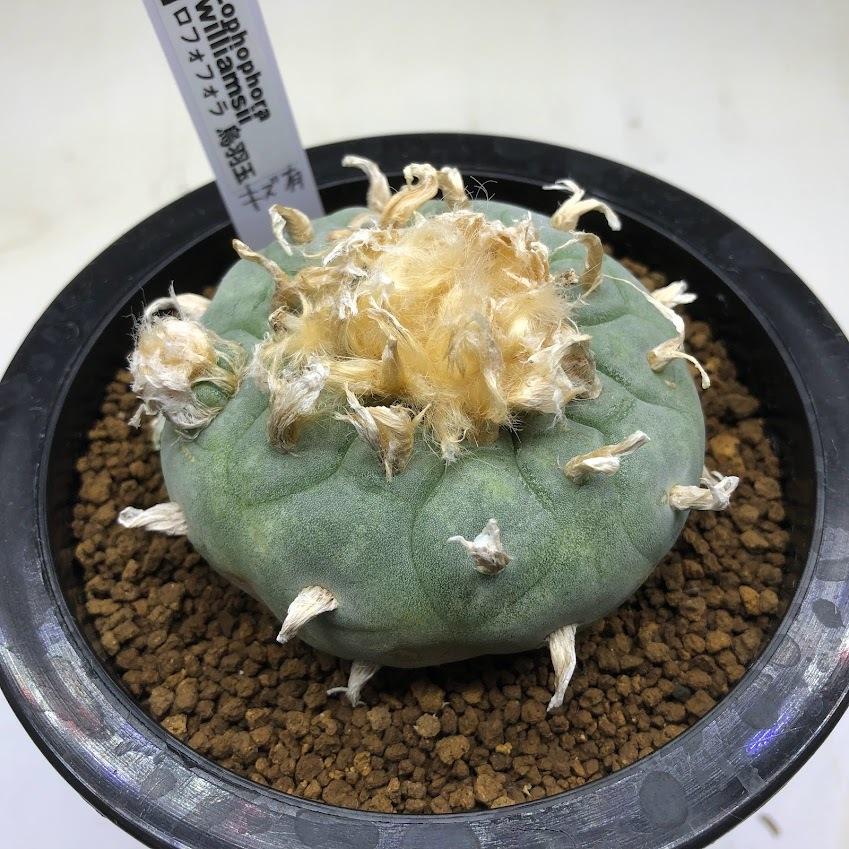 銀冠玉　ロホホラ　サボテン　鳥羽玉　ロフォフォラ サボテン：ロフォフォラ 烏羽玉*幅7cm 現品！一品限り ※傷あり