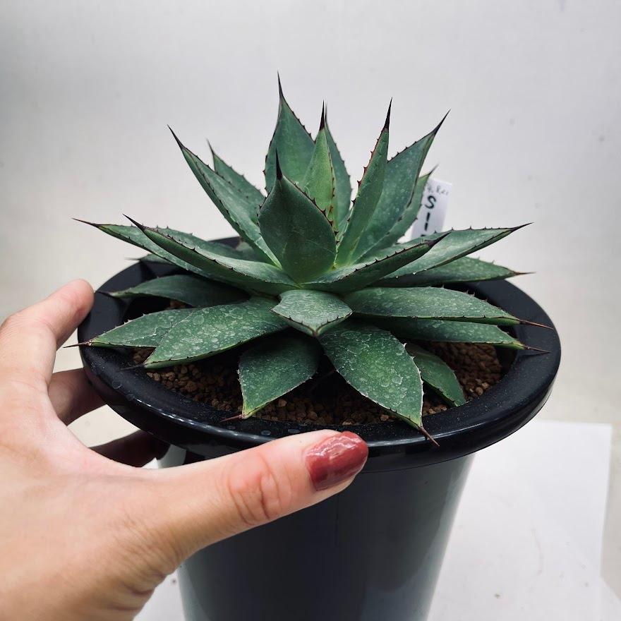 多肉植物：アガベ イシスメンシス×フィリフェラ*幅17cm 現品！一品