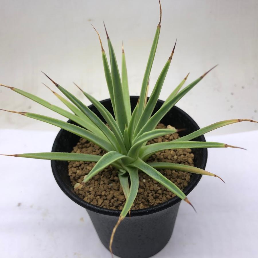 アガベ　鉢ごと　ストリクタナナ 　吹上　コンパクタ アガベ 鉢ごと ストリクタナナ 吹上 コンパクタ 多肉植物：アガベ 吹上