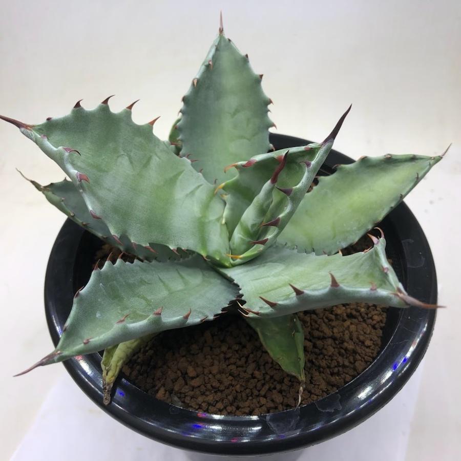 多肉植物 アガベ コロラータ 幅16ｃｍ 現品 一品限り Sv 遊恵盆栽 Yahoo 店 通販 Yahoo ショッピング