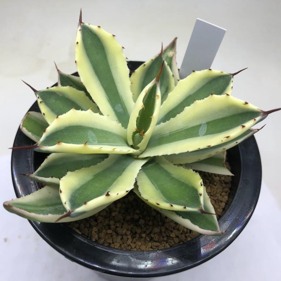 多肉植物：アガベ 吉祥冠錦 スーパークラウン*幅13cm 現品