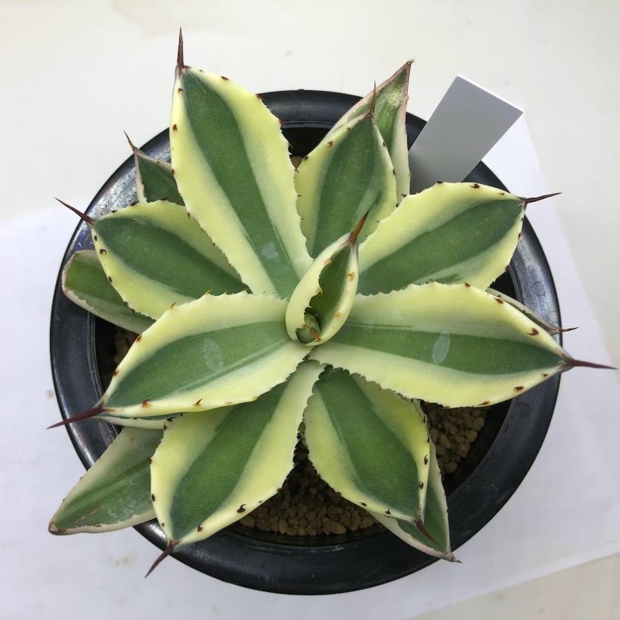 多肉植物：アガベ 吉祥冠錦 スーパークラウン*幅13cm 現品！一品限り