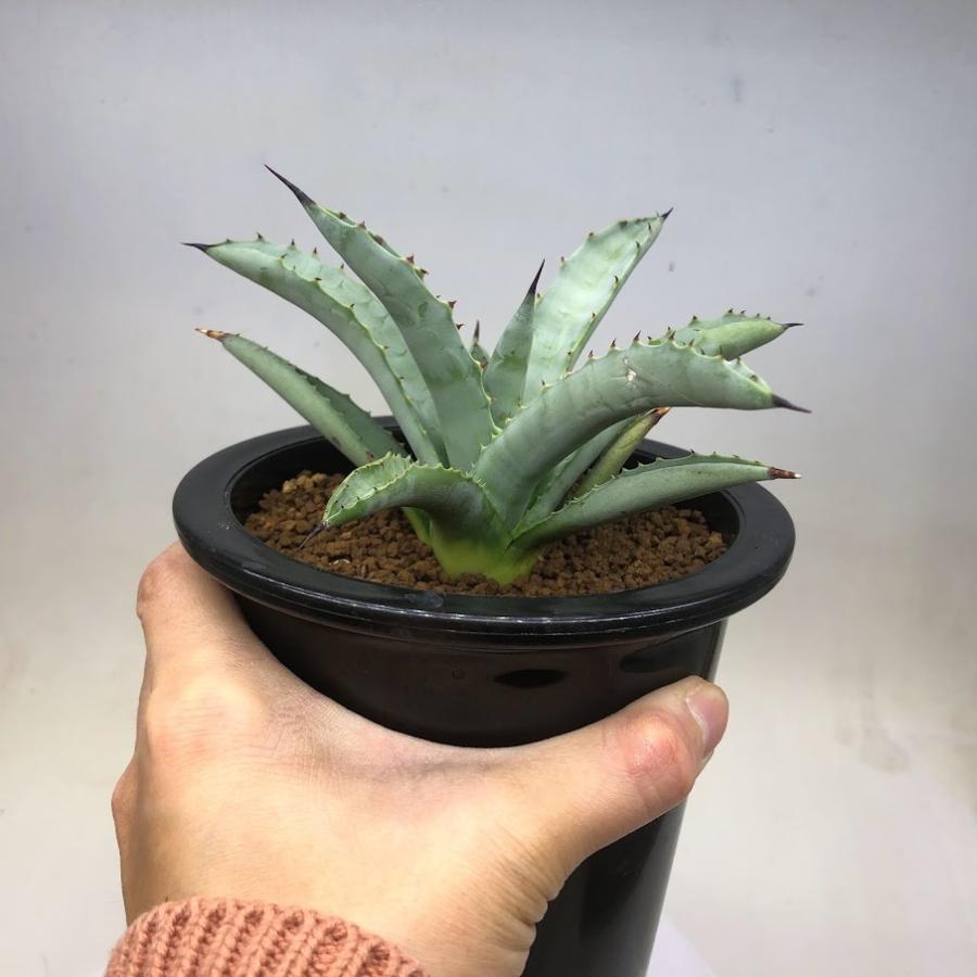 多肉植物：アガベ マクロアカンサ*幅14cm 現品！一品限り : 遊恵盆栽