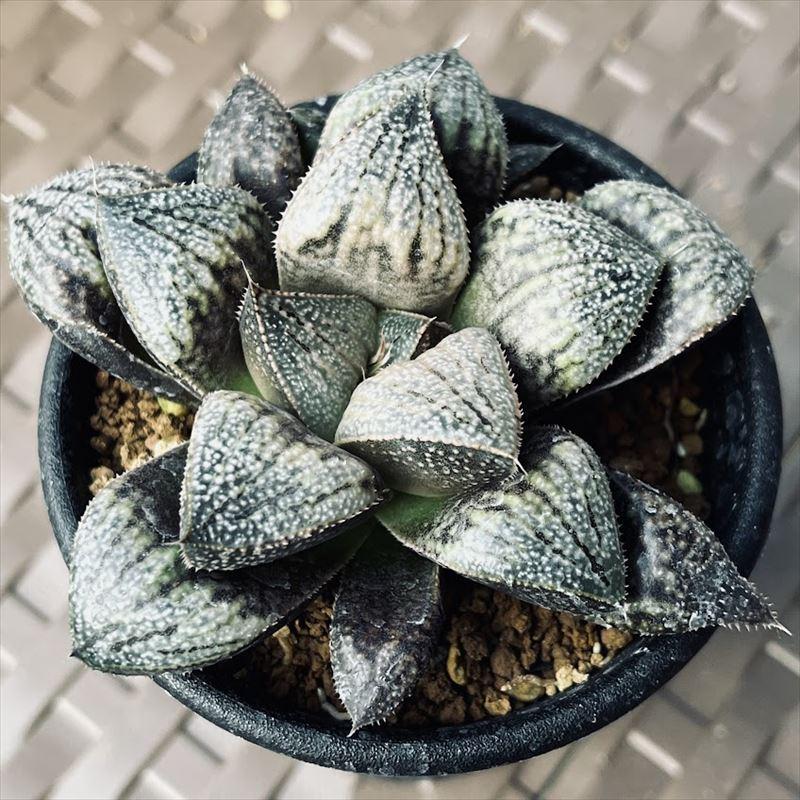多肉植物:ハオルチア 白銀ピクタ交配種 クイーンフォックス*幅 多肉植物:ハオルチア 白銀ピクタ交配種 クイーンフォックス*幅