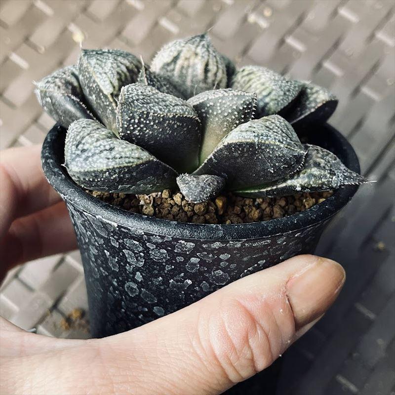 多肉植物:ハオルチア 白銀ピクタ交配種 クイーンフォックス*幅 多肉植物:ハオルチア 白銀ピクタ交配種 クイーンフォックス*幅