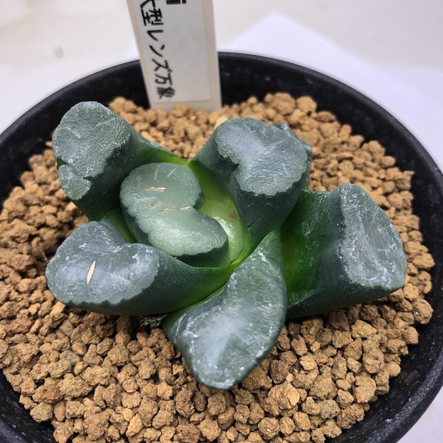 多肉植物：ハオルチア I氏大型レンズ万象*幅6cm 現品！一品限り