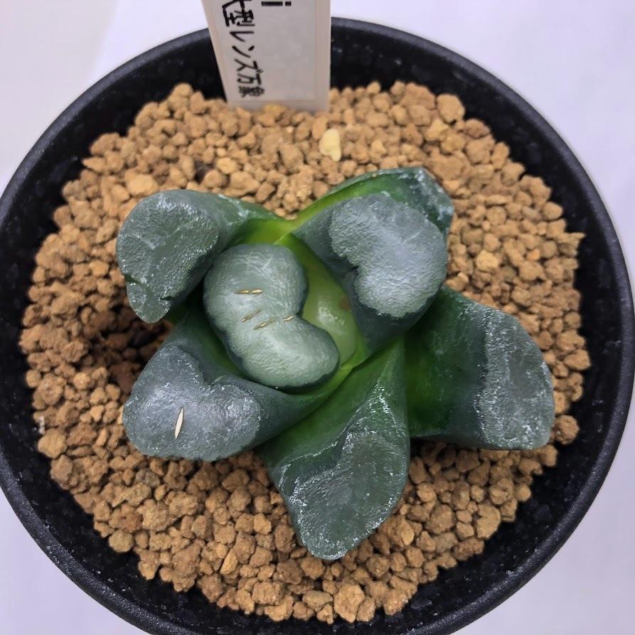 12c ハオルチア　多肉植物　レンズ万象錦糊斑　自家繁殖 多肉植物 ハオルチア 糊斑万象錦 - メルカリ
