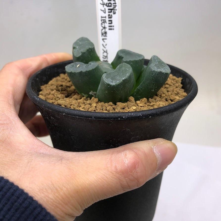 多肉植物：ハオルチア I氏大型レンズ万象*幅6cm 現品！一品限り
