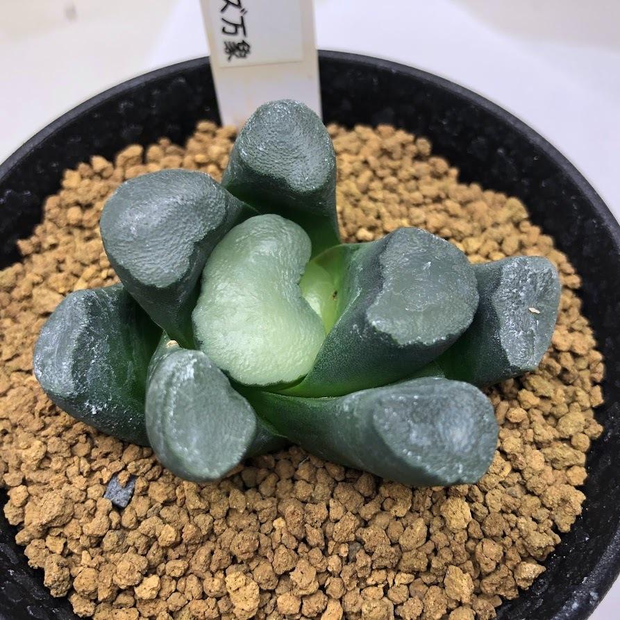多肉植物：ハオルチア I氏大型レンズ万象*幅6cm 現品！一品限り