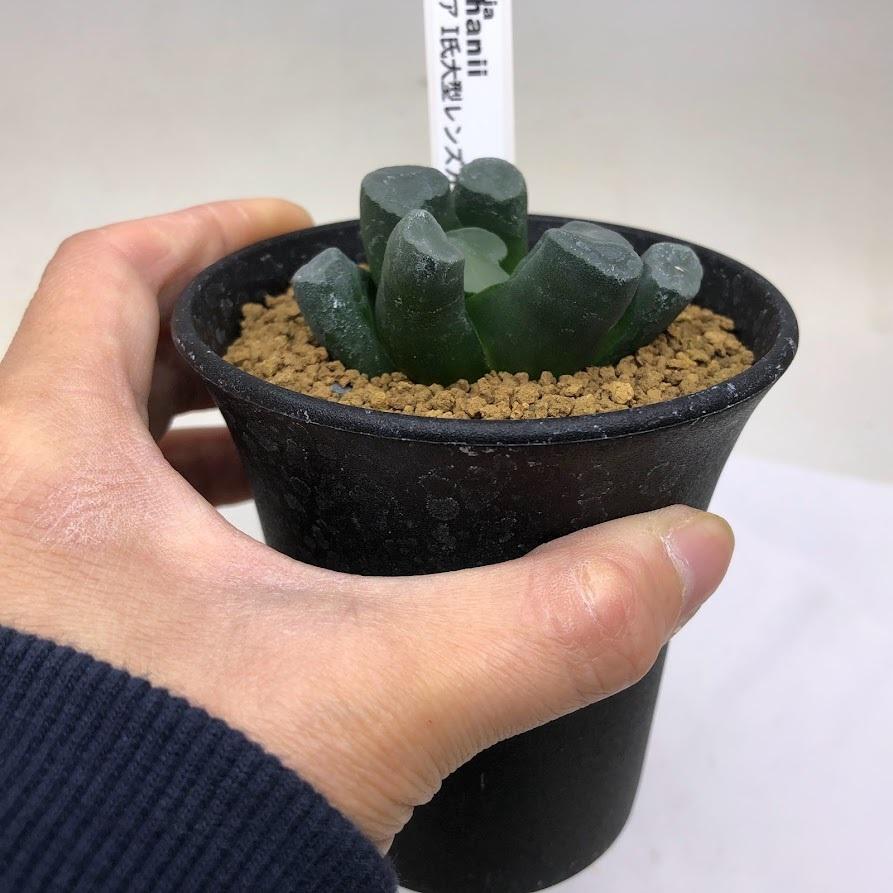 多肉植物：ハオルチア I氏大型レンズ万象*幅6cm 現品！一品