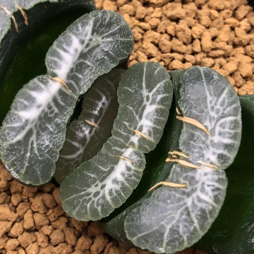 大型玉扇  美品 s11649-5.jpg