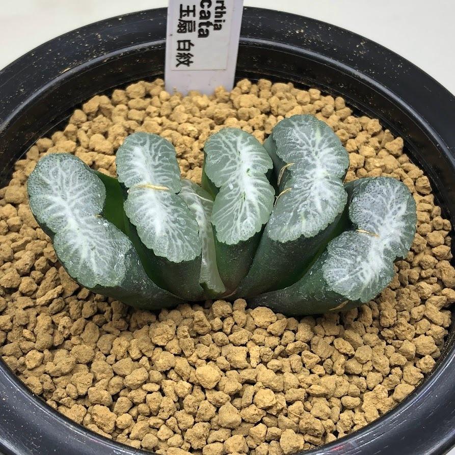 ☆特価☆多肉植物：ハオルチア 玉扇 白紋*幅6.5cm 現品！一品限り