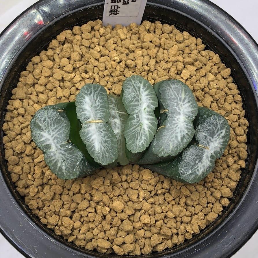 ☆特価☆多肉植物：ハオルチア 玉扇 白紋*幅6.5cm 現品！一品限り