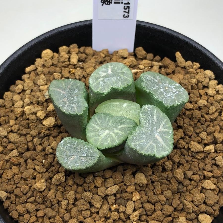 多肉植物 ハオルチア 万象 幅4ｃｍ Sv 遊恵盆栽 Yahoo 店 通販 Yahoo ショッピング