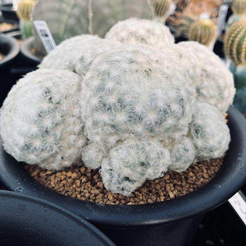 激レア マミラリア 白星 サボテン 大型 Amazon｜サボテン：マミラリア 白星*｜観葉植物 オンライン通販