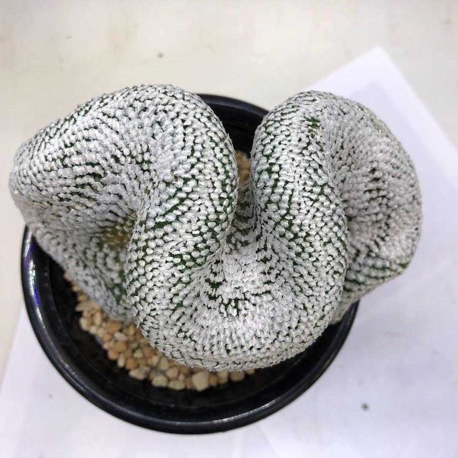 サボテン：ツルビニカルプス バラ丸 綴化 ツギ*幅10cm 現品！一品