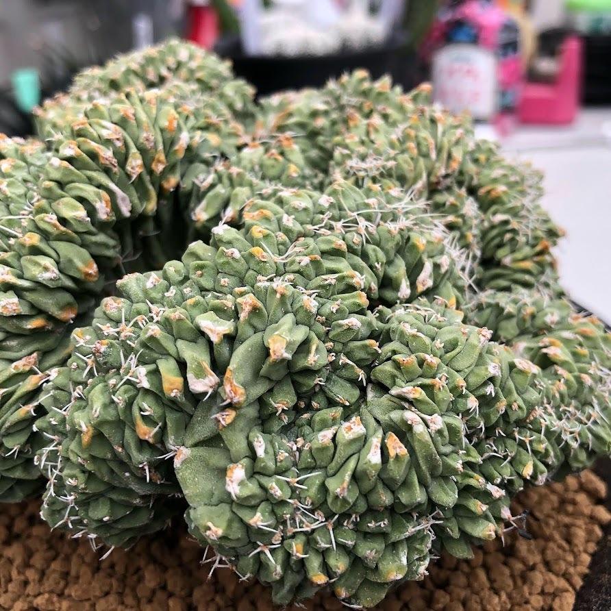 サボテン：ストロンボカクタス 菊水 綴化 ツギ*幅13cm 現品！一品限り