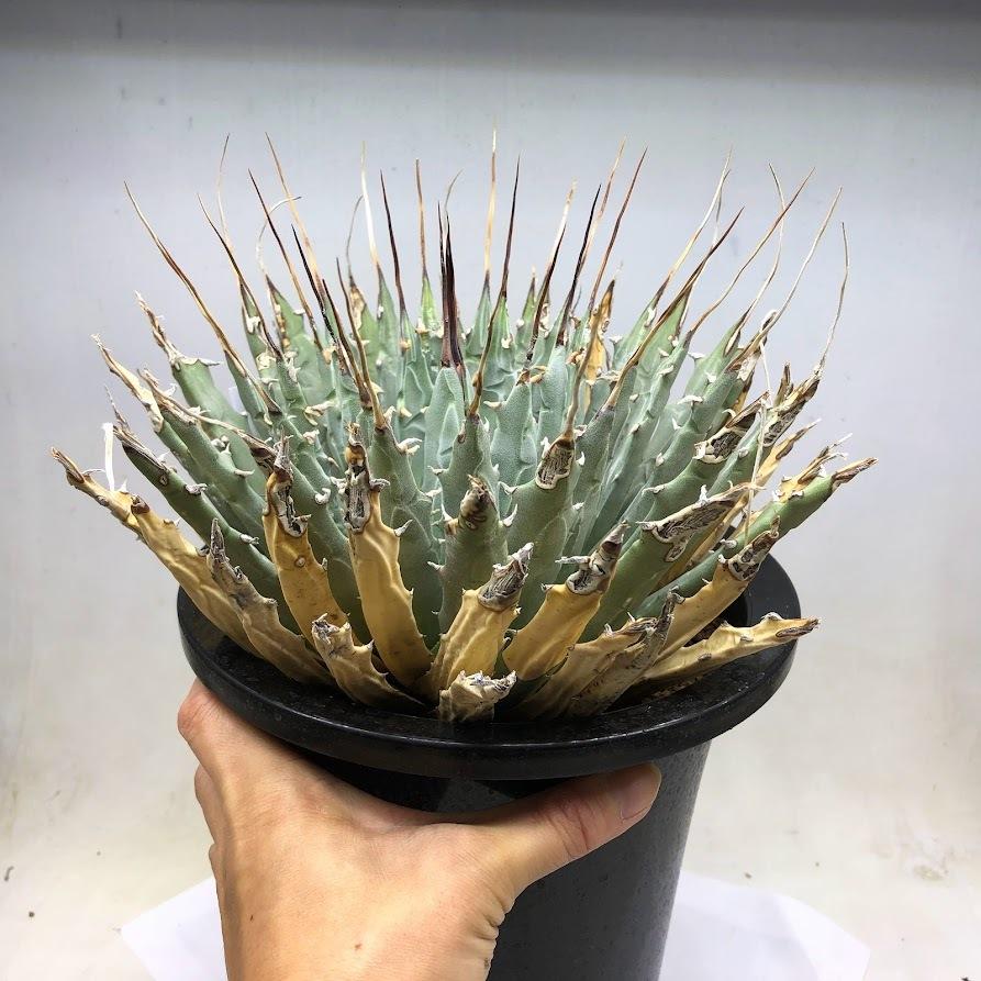 絶品 遊恵盆栽 Yahoo 店多肉植物 Www Sarasaviya Lk