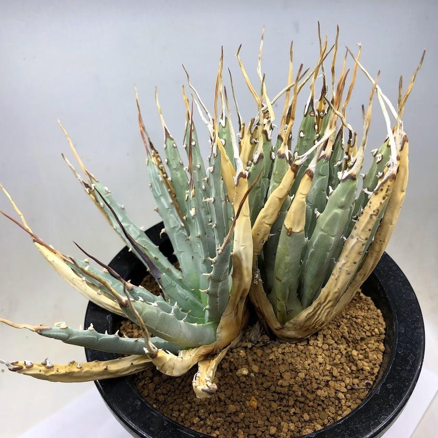 多肉植物：アガベ ユタエンシス ダブルヘッド*全幅19cm 現品！一品