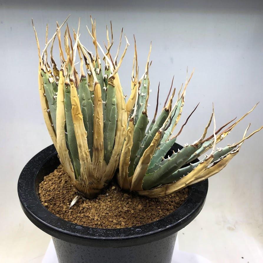 多肉植物：アガベ ユタエンシス ダブルヘッド*全幅19cm 現品！一品