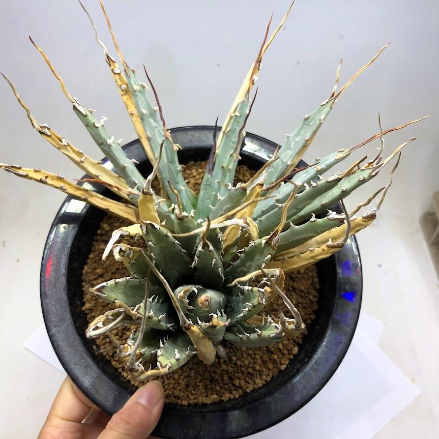 多肉植物：アガベ ユタエンシス ダブルヘッド*全幅19cm 現品！一品
