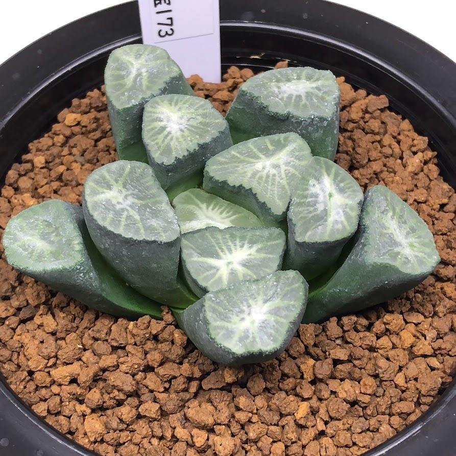 多肉植物:ハオルチア 万象 小宝173*幅7cm 現品!一品限り 多肉植物:ハオルチア 万象 小宝173*幅7cm 現品!一品限り