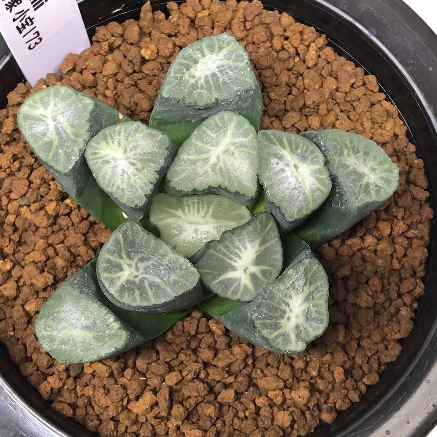 多肉植物：ハオルチア 万象 小宝173*幅7cm 現品！一品限り : 遊恵