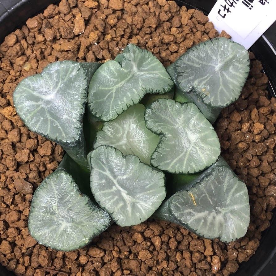 多肉植物：ハオルチア 万象 KWカキコ*幅7cm 現品！一品限り : 遊恵