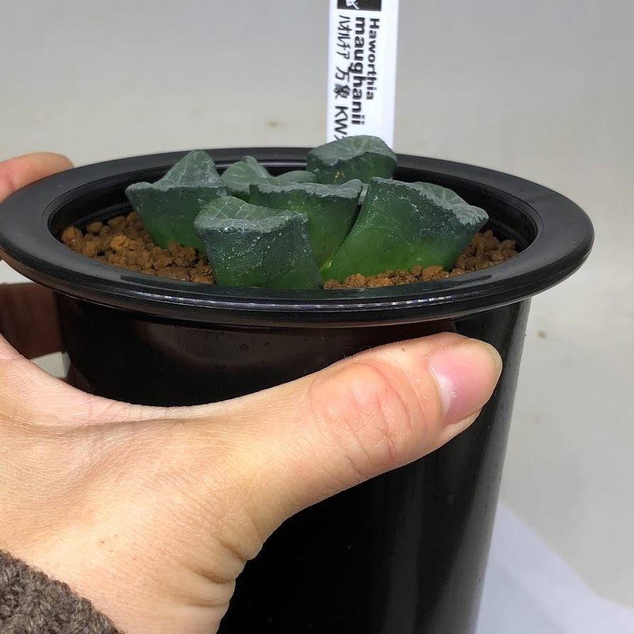 ハオルチア 万象 竜文 Amazon｜ITANSE ハオルチア 万象・Z1 2.5号 1個売り【品種