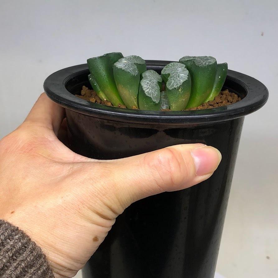 多肉植物：ハオルチア 玉扇 緑富士*幅7cm 現品！一品限り : 遊恵盆栽