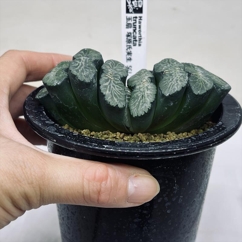 多肉植物:ハオルチア 玉扇 塚原氏実生SG1*幅10cm 現品!一品 多肉植物:ハオルチア 玉扇 塚原氏実生SG1*幅10cm 現品!一品