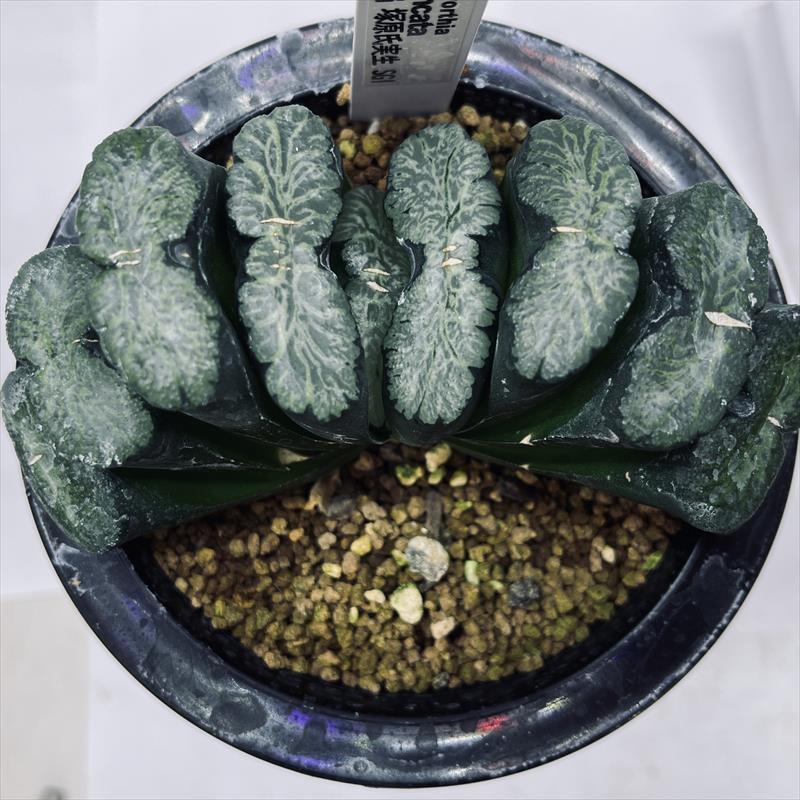 魂の植物 パッチフラワー エドワード・バッチ 魂の植物』とは