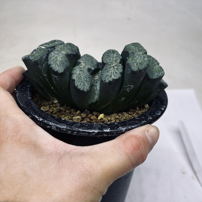 44d ハオルチア　多肉植物　常玉実生親木　自家繁殖 44d ハオルチア 多肉植物 常玉実生親木 自家繁殖 - メルカリ