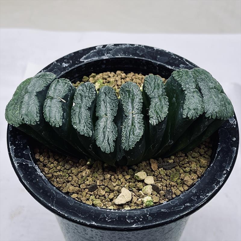 多肉植物：ハオルチア 玉扇 T51*幅11cm 現品！一品限り : 遊恵盆栽