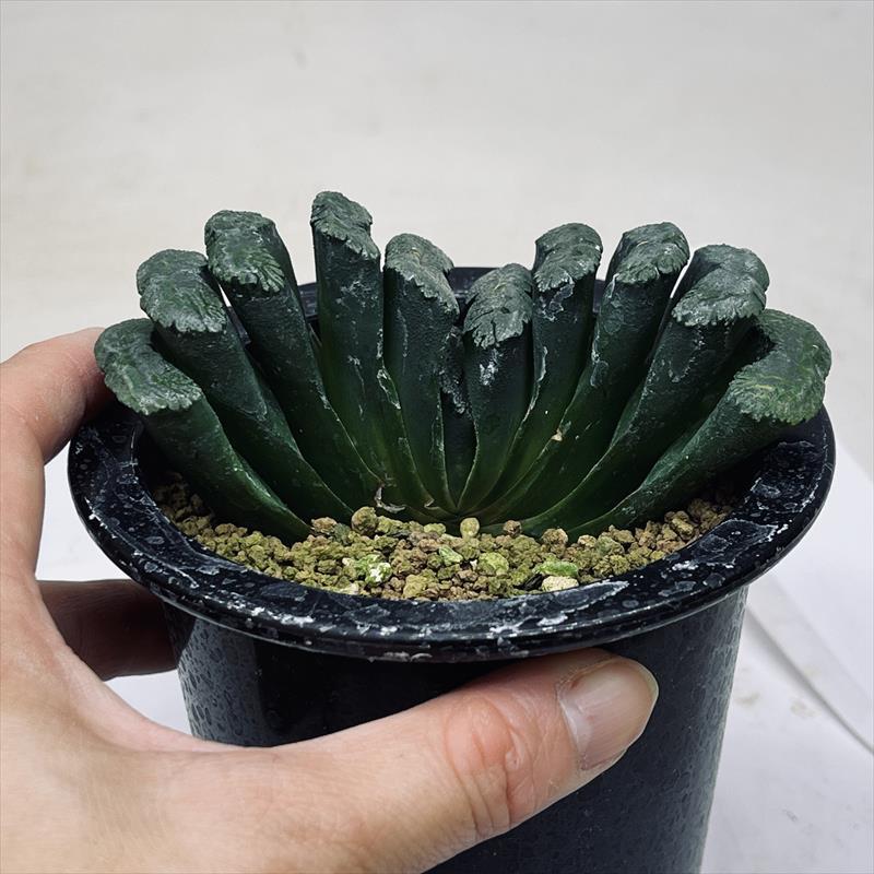 多肉植物：ハオルチア 玉扇 T51*幅11cm 現品！一品限り : 遊恵盆栽