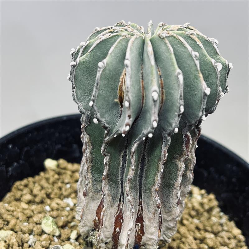 サボテン：ゲオヒントニア メキシカーナ 実生*幅4cm 現品