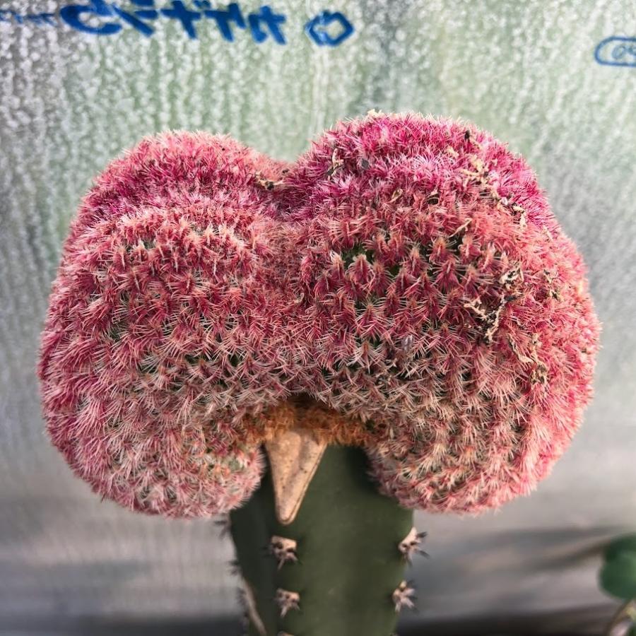 サボテン：エキノケレウス 紫太陽 綴化 ツギ*幅11cm 現品 一品限り