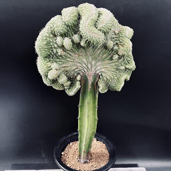 サボテン：ストロンボカクタス　菊水 綴化 ツギ*幅11cm　現品！一品限り