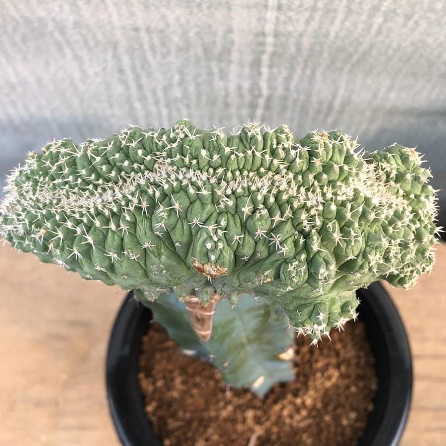 サボテン：ストロンボカクタス　菊水 綴化 ツギ*幅11cm　現品！一品限り 