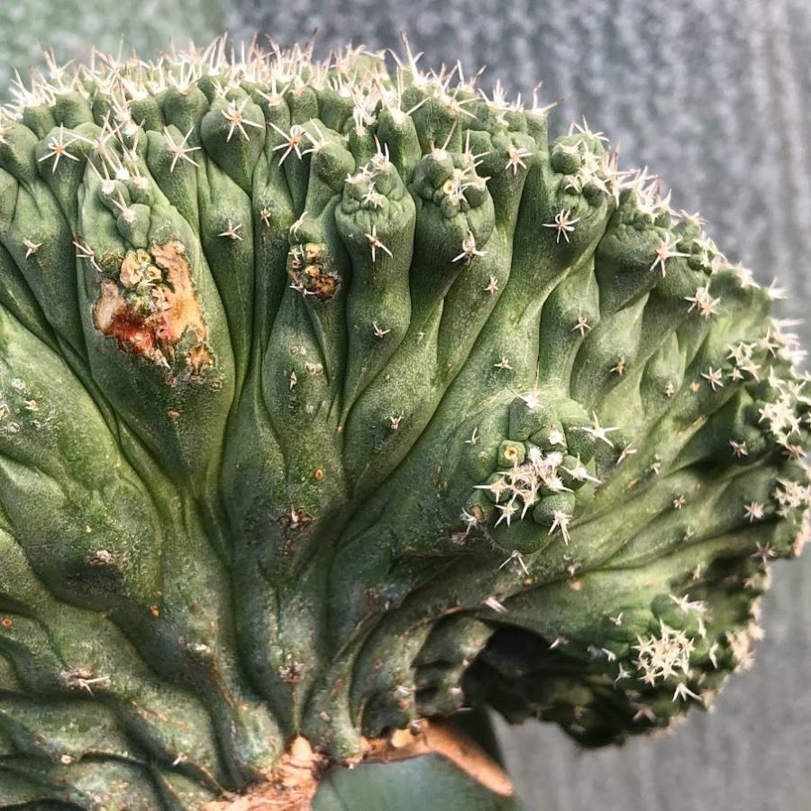 サボテン：ストロンボカクタス　菊水 綴化 ツギ*幅11cm　現品！一品限り 