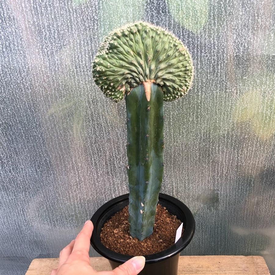 サボテン：ストロンボカクタス　菊水 綴化 ツギ*幅11cm　現品！一品限り 