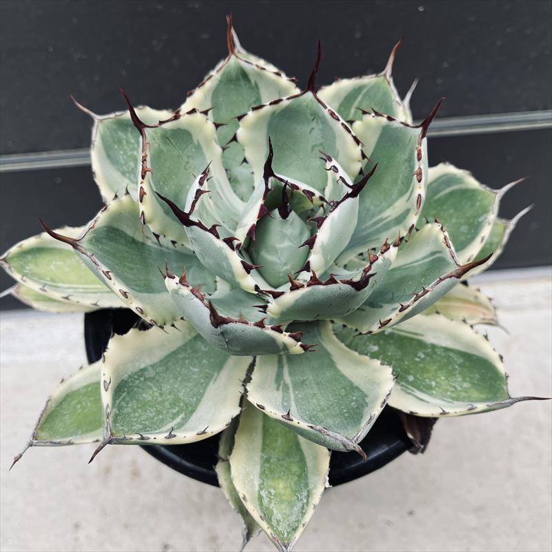 多肉植物：アガベ 吉祥冠錦 覆輪*L 幅16cm : 遊恵盆栽 Yahoo!店