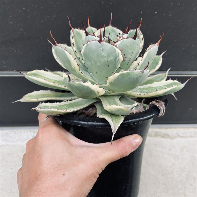 多肉植物：アガベ 吉祥冠錦 覆輪*L 幅16cm : 遊恵盆栽 Yahoo