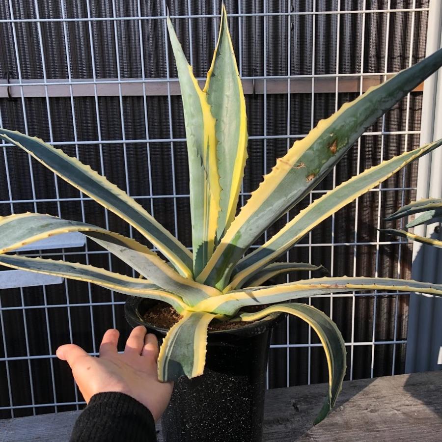 多肉植物：アガベ アメリカーナ錦 覆輪*幅70cm 現品！一品限り